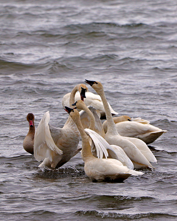 Swan argument in Yellowstone Lake