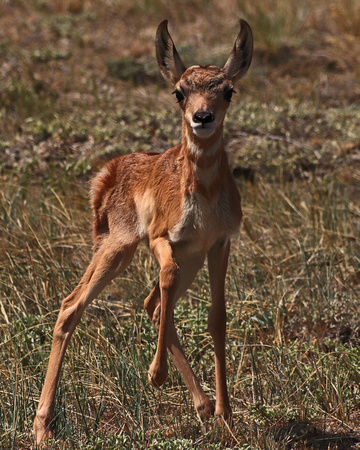 Antelope fawn standing