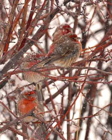 House finches in snow