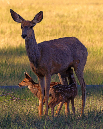 Deer with 2 fawns