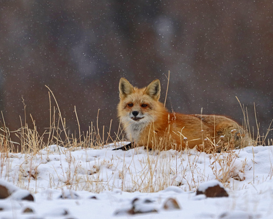 Fox laying down in snow