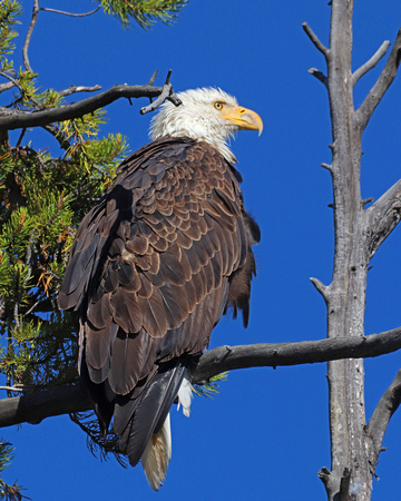 Bald eagle at fishing bridge YNP