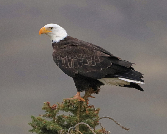 Bald eagle on pine tree top