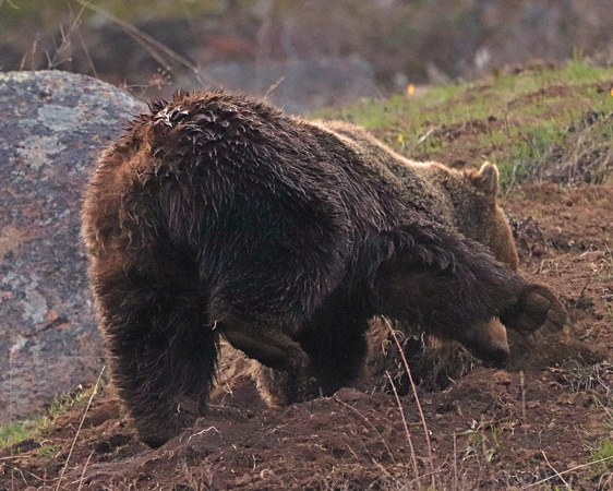 Grizzly bear digging for dinner