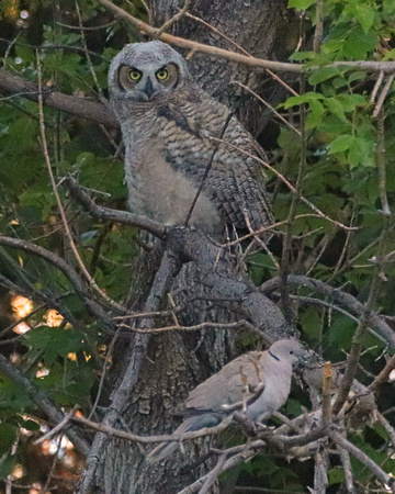 Great horned owl fledgling watching dove