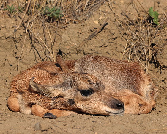 Antelope fawn balled up