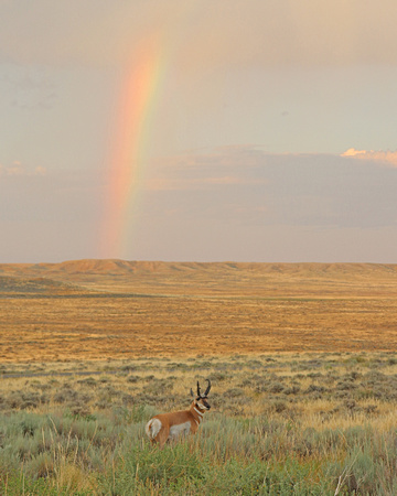 Antelope buck with rainbow